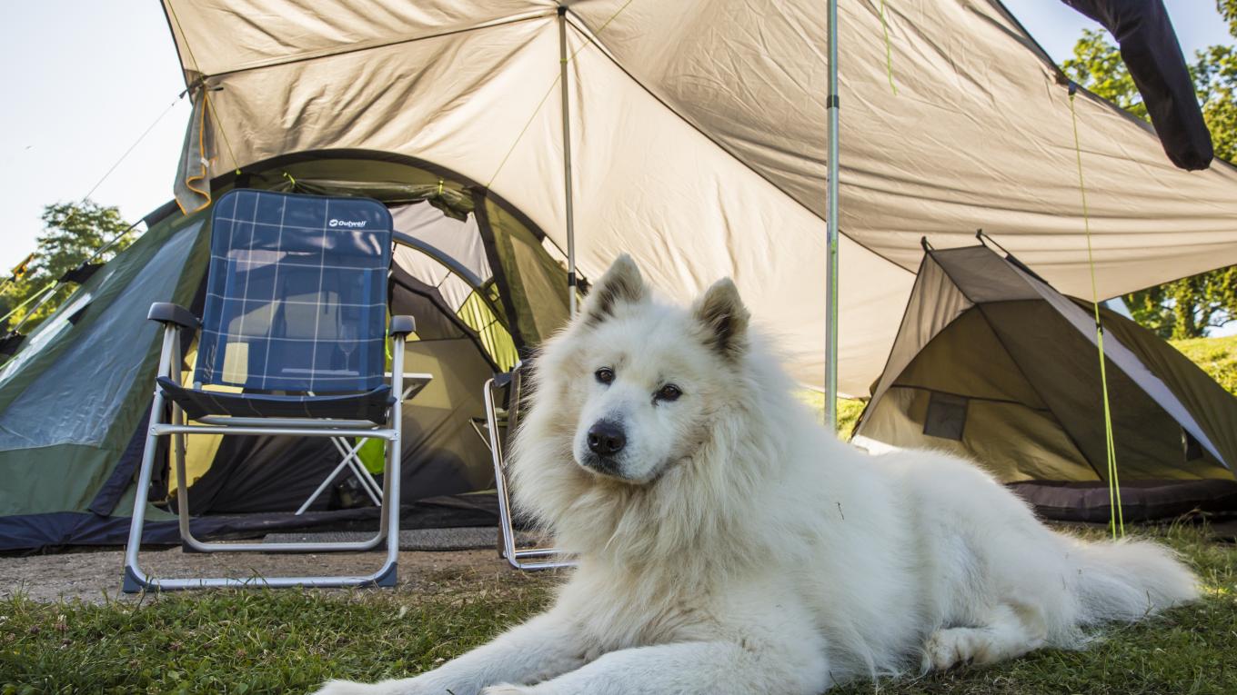 Hunde og katte på campingpladser |